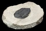Bargain, Zlichovaspis Trilobite - Atchana, Morocco #119864-1